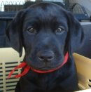 画像: サラちゃん、嘱託警察犬の試験に合格しました。