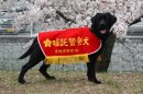 画像: サラちゃん、１歳で嘱託警察犬になりました。