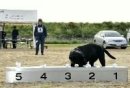 画像: サラちゃん嘱託警察犬、審査会に挑戦！