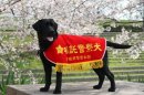 画像: 2011年度嘱託警察犬内定頂きました。